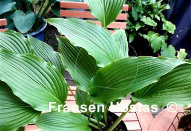 Hosta Red Baron